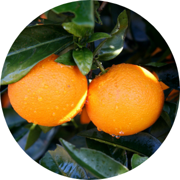 Table oranges