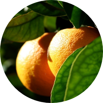 Saft-Orangen